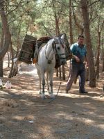 Το άλογο του αγωγιάτη κ. Κοτζαμάνη που μεταφέρει απορίμματα από δύσβατες περιοχές του δήμου Μήθυμνας Λέσβου