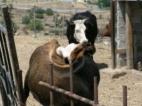 Αγελάδες σε σύγχρονη κτηνοτροφική εγκατάσταση.